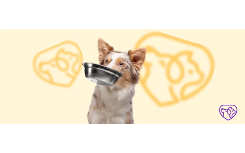 İtiniz üçün düzgün quru yem necə seçilməlidir?